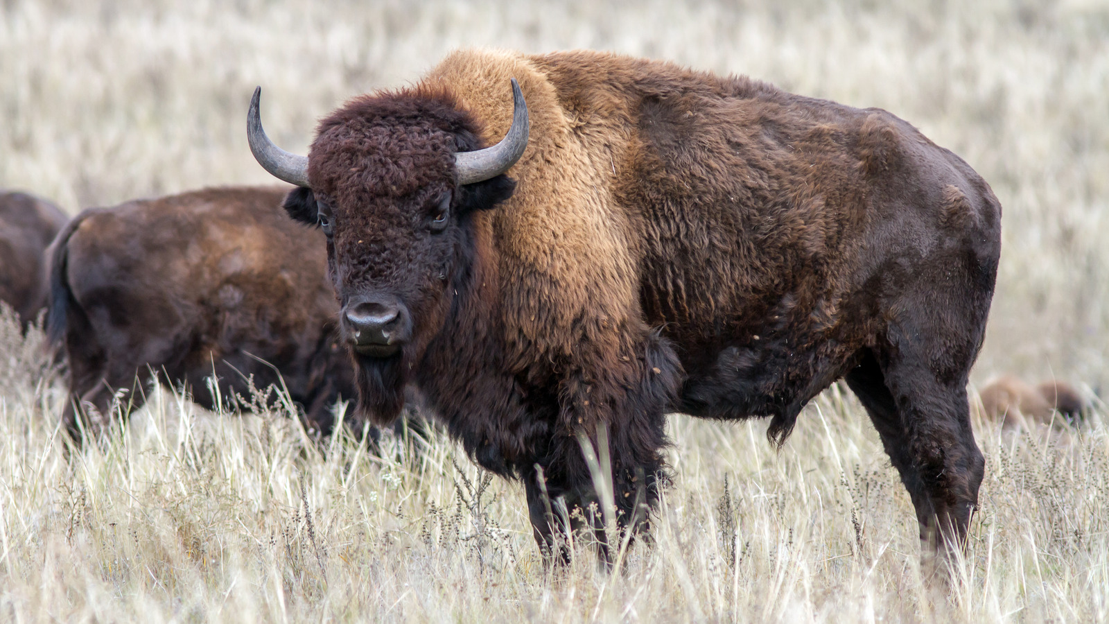 The Time Researchers Ate A Mummified Bison