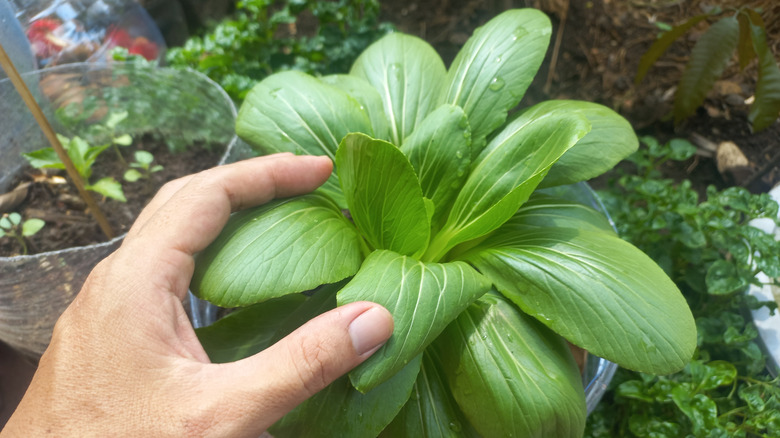 A hand checking the leaves of a mustard green plant.