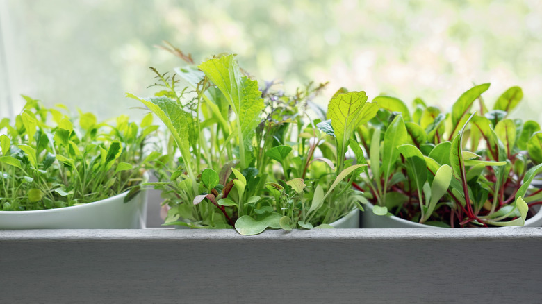 A collection of salad greens growing in white pots in a window box.