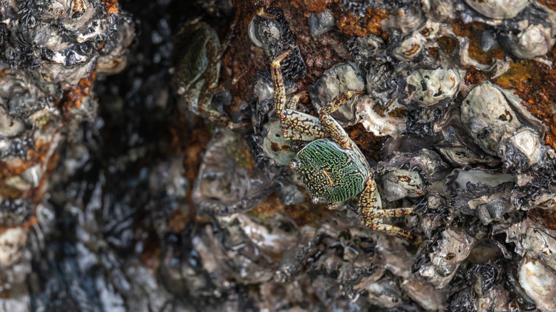 A green crab clambering on an oyster bed