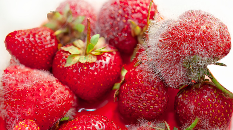 Moldy strawberries