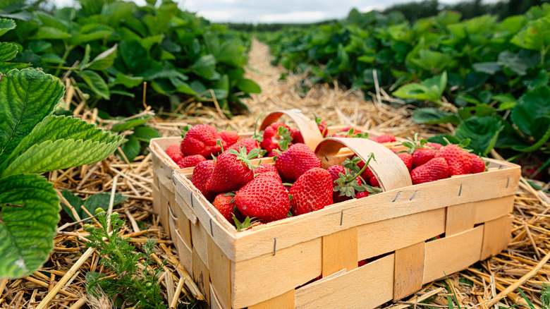 Strawberries in a wooden box