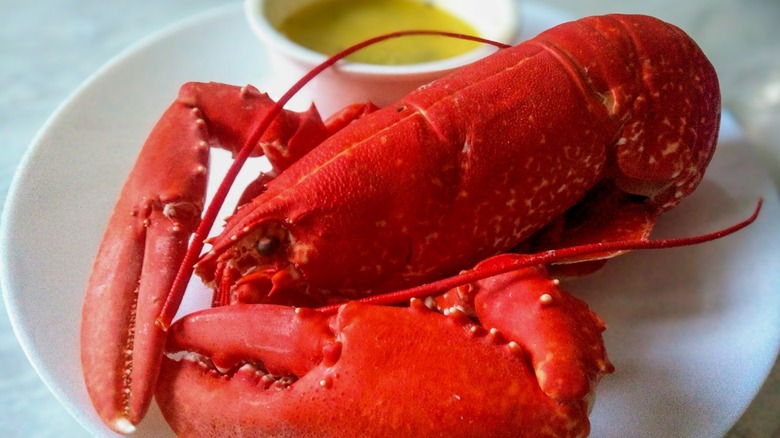 A cooked red lobster on a plate with butter