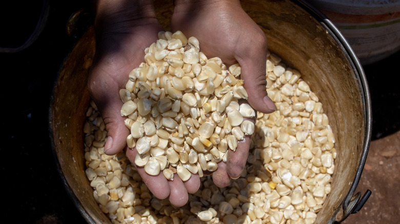 hands holding nixtamalized corn above a bucket of the same