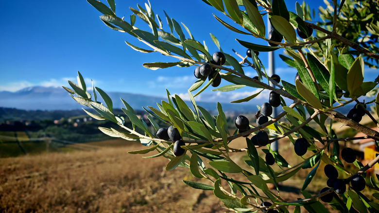 Close up of olives on tree at Italian farm with mountains in distance