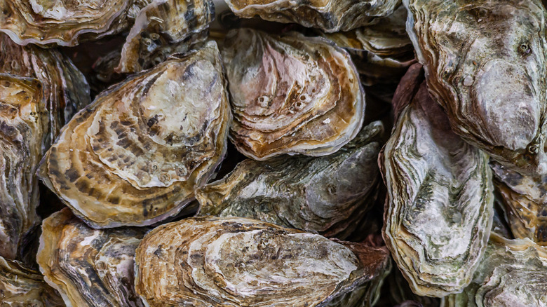 closeup whole oysters