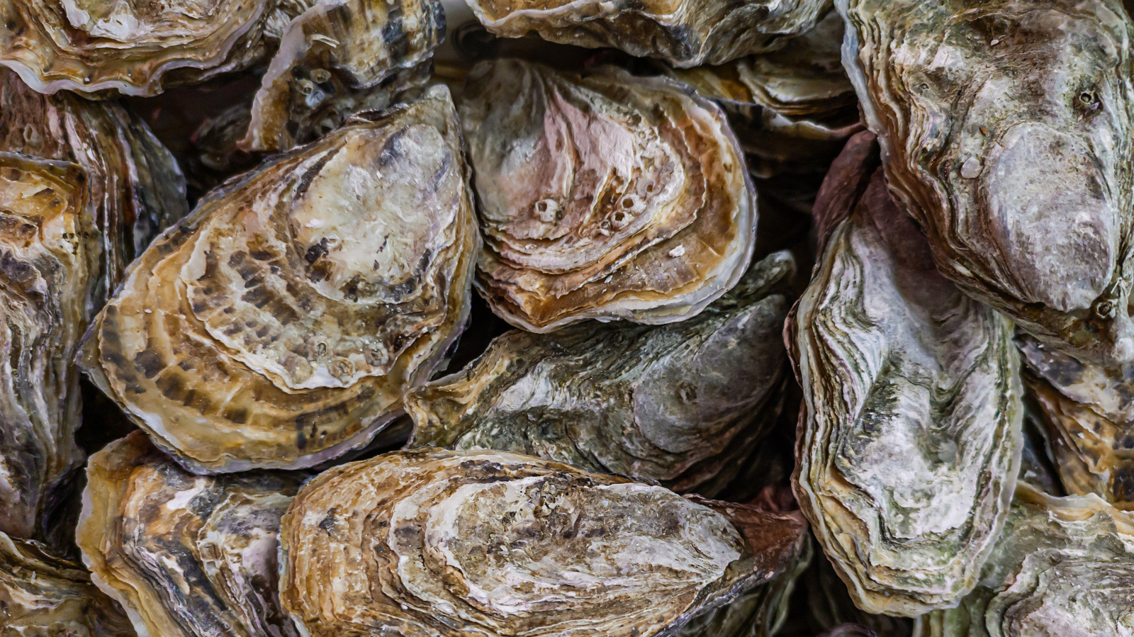 The Ultimate Guide To Eating Oysters: From Shucking To Grilling - Tasting Table