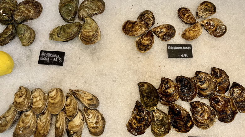 different types of oysters on ice