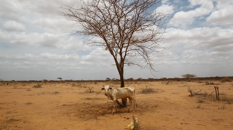 skinny cow Somalia drought