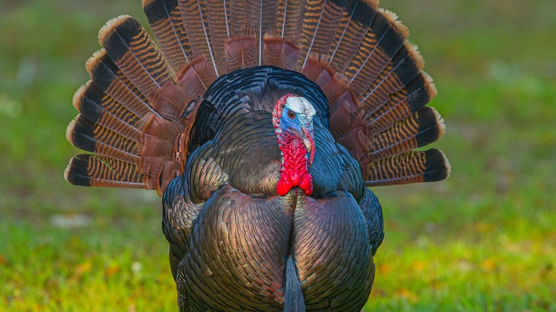 Turkey with splayed tail feathers