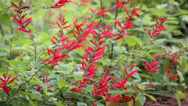 Pineapple sage plant in bloom