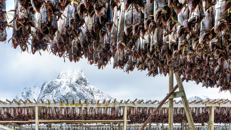 Rows of beheaded codfish dry on wooden racks in front of an snowy mountain in Norway