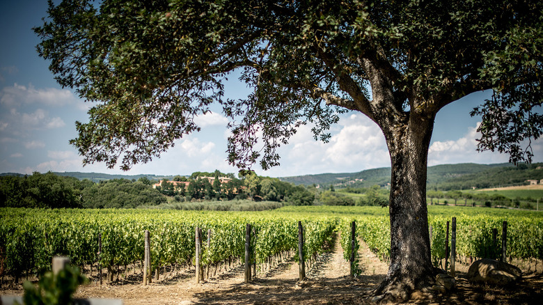 Tuscan vineyard with tree