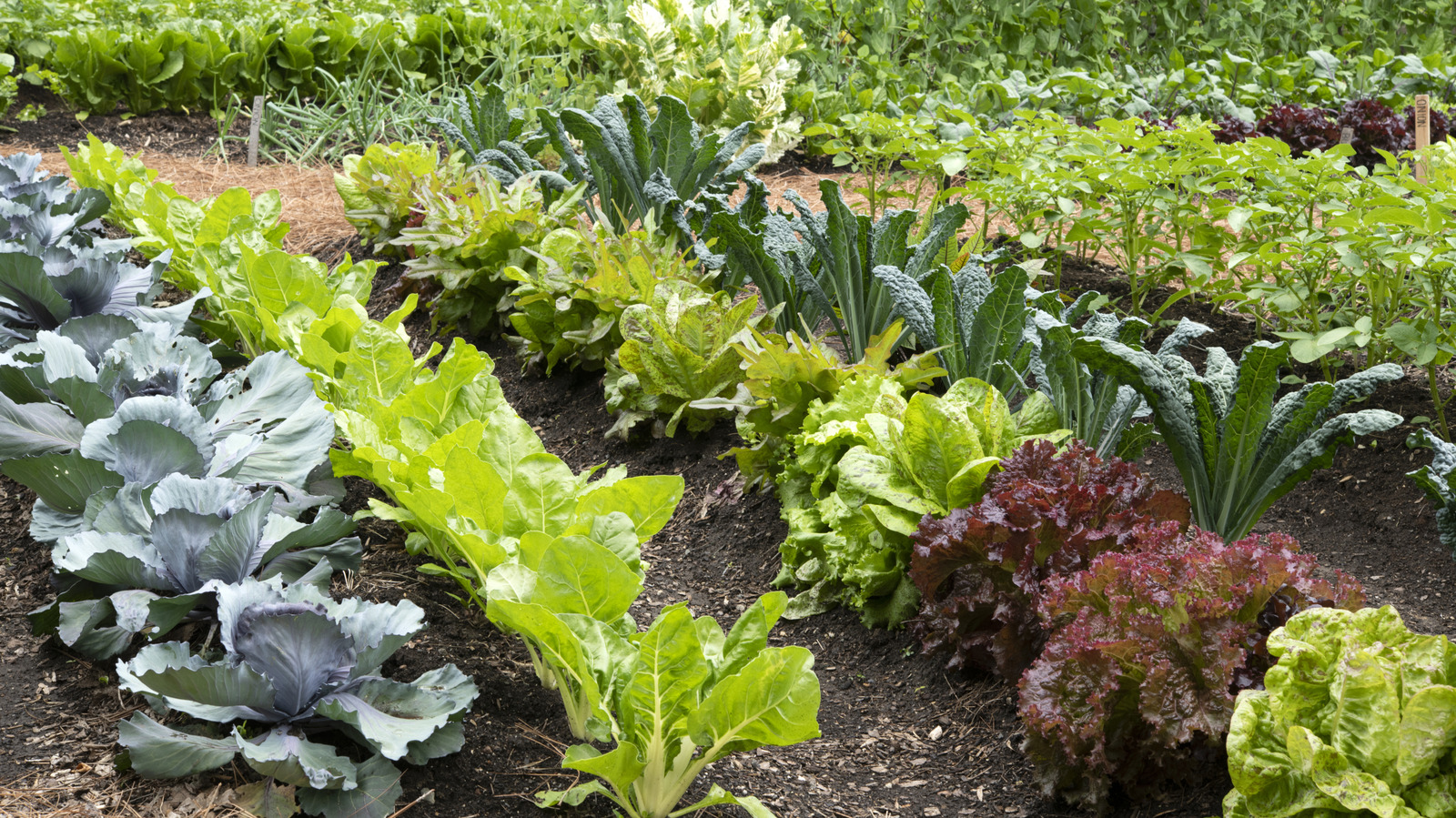 The Unexpected Benefits Of Using Dryer Lint In Your Vegetable Garden - Tasting Table