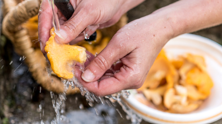 Foodie washing chanterelle mushrooms in a home kitchen sink