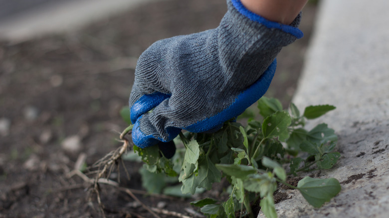 A hand wearing grey and blue garden gloves pulling a weed from soil