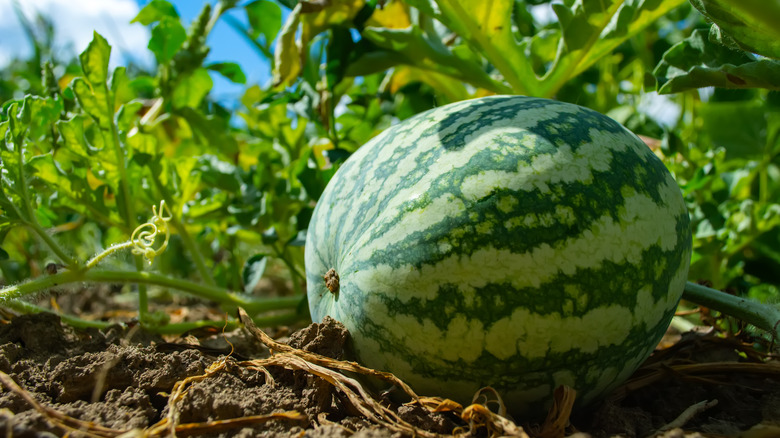Watermelon ripening in a field 