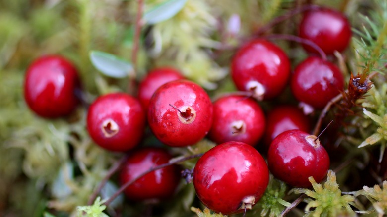 Cranberries growing on plant