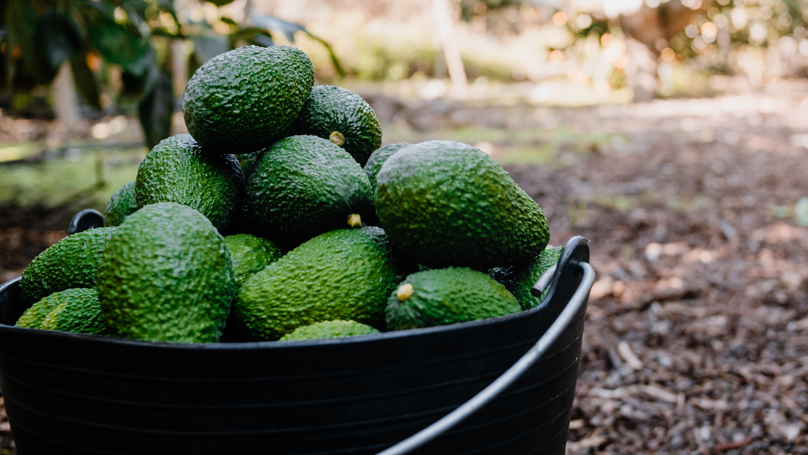 The US Has Paused Importing Mexican Avocados For This Shocking Reason