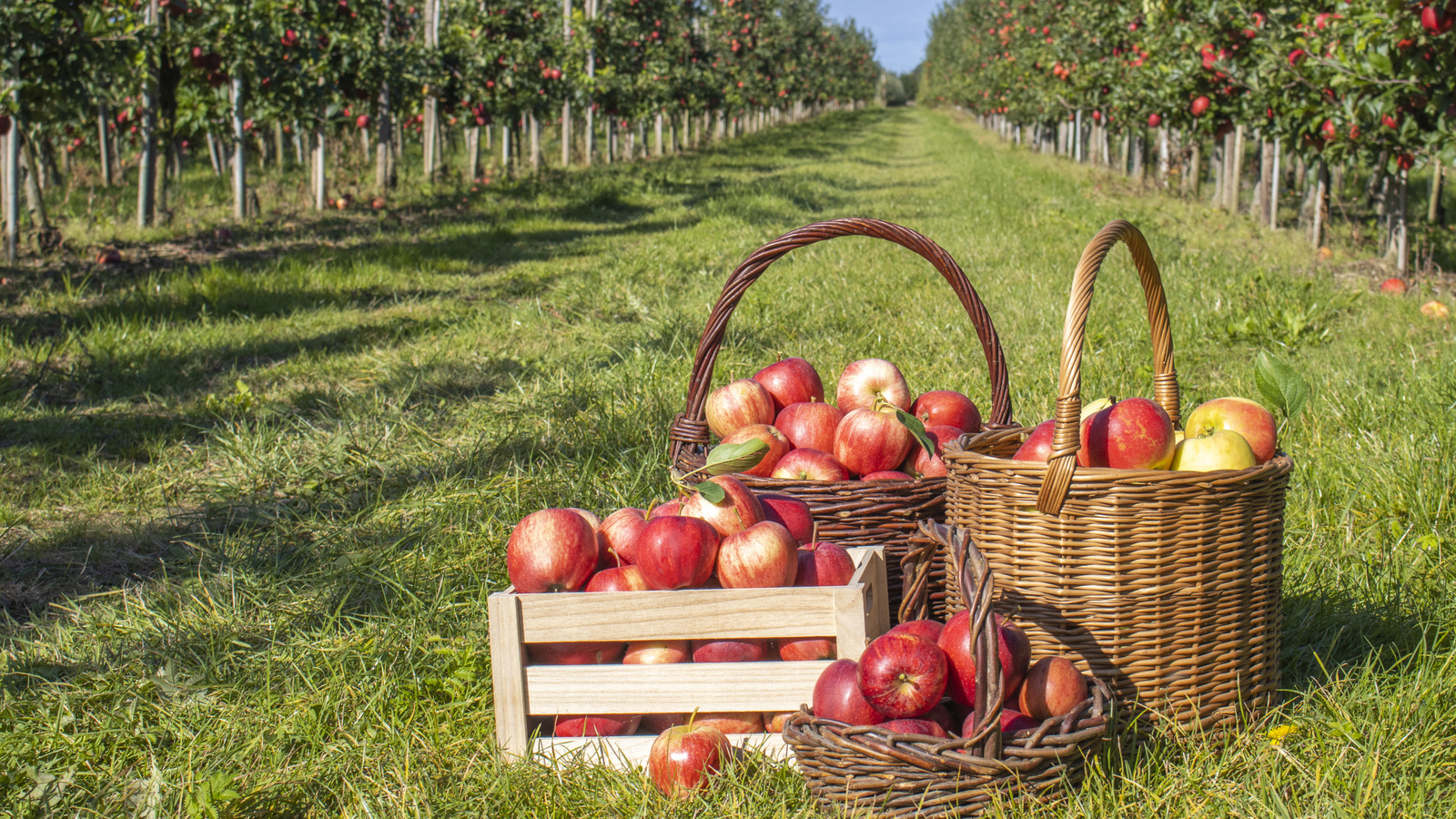 The US President Who Grew The First American Apple Variety In His Orchard - Tasting Table