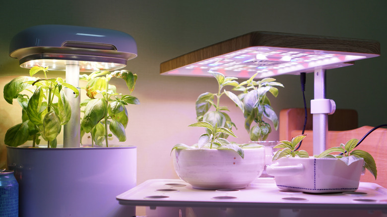 Basil plants under grow light