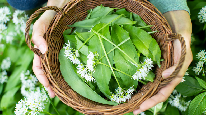 a basket of ramsons