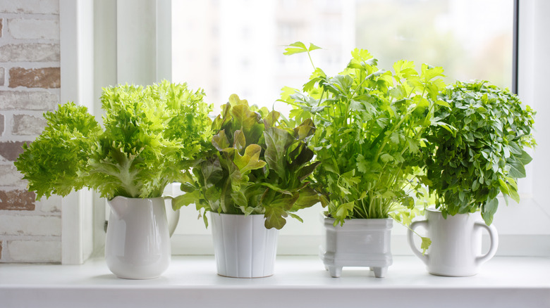 Herbs growing on a windowsill in various white planters