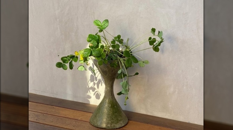 A strawberry plant growing in a Willy Guhl planter