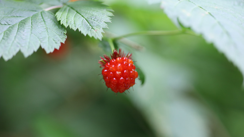 A single red orange salmonberry growing on the plant