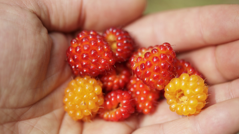 A handful of yellow and orange salmon berries