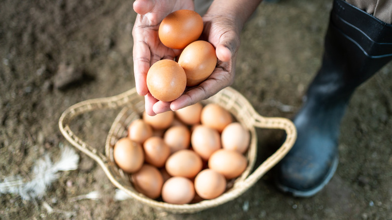 hands holding eggs above basket