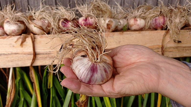 Freshly harvested bulb of garlic