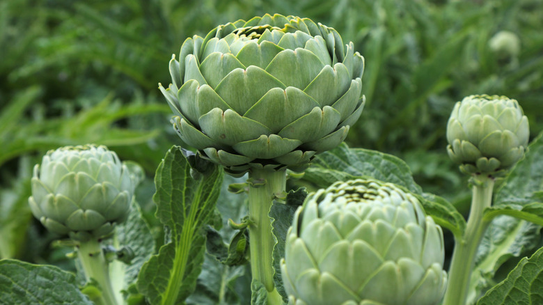 a close up of artichokes growing in the garden