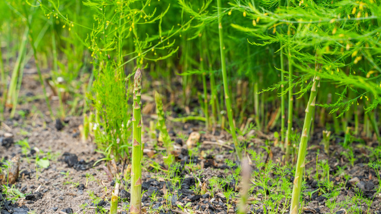 young asparagus growing from the ground