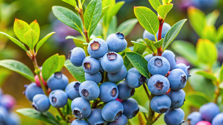 close up of blueberries on the plant