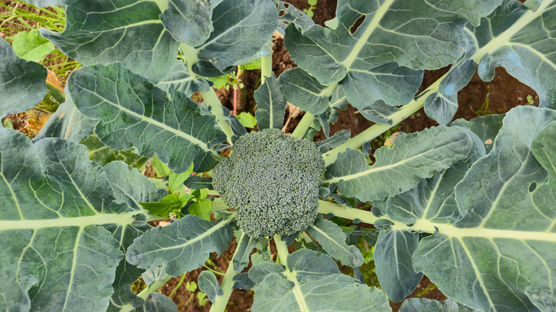 broccoli growing in the garden