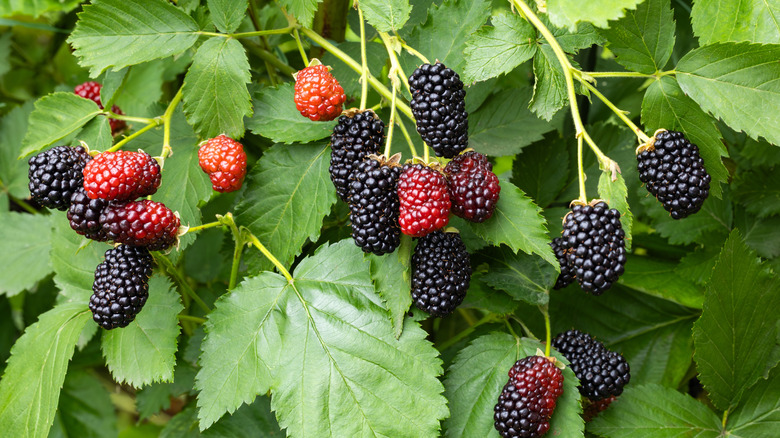 blackberries growing in a bramble