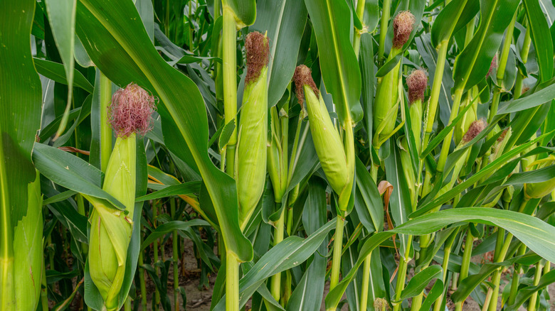 corn growing in the garden