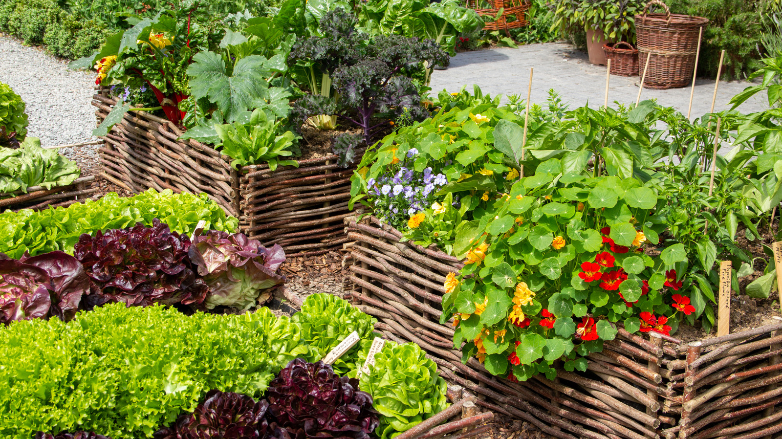 These 10 Fruits And Vegetables Don't Belong In Raised Beds - Tasting Table