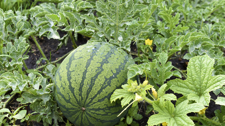watermelon growing in the garden