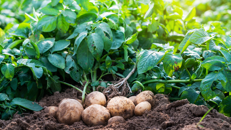 freshly dug potatoes in the garden
