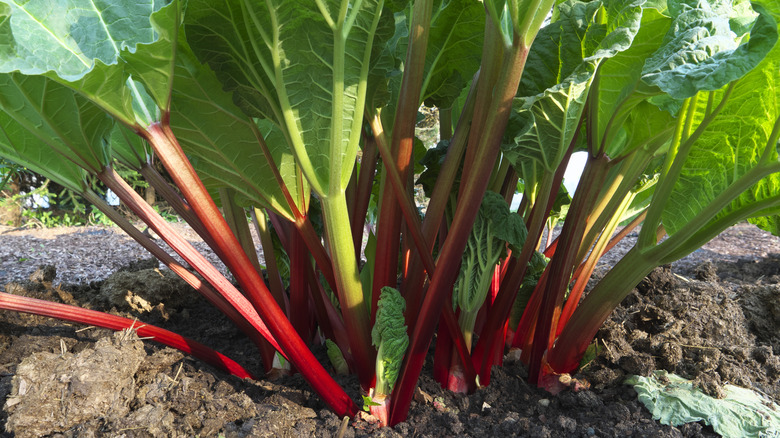 rhubarb growing in the garden