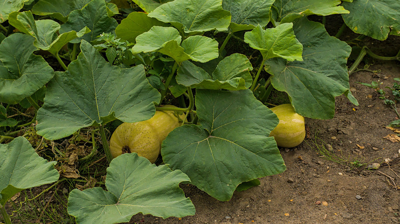 butternut squash growing in the garden