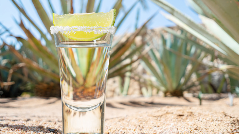 A shot of tequila with agave plants in the background