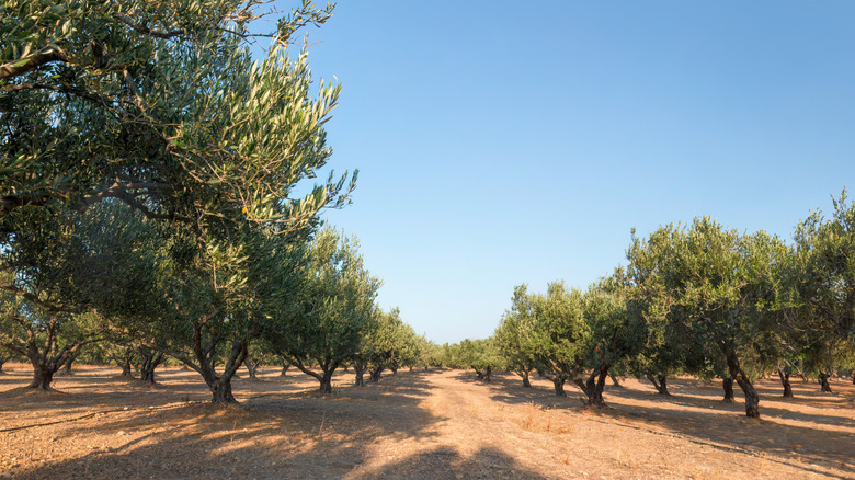 Olive tree farm