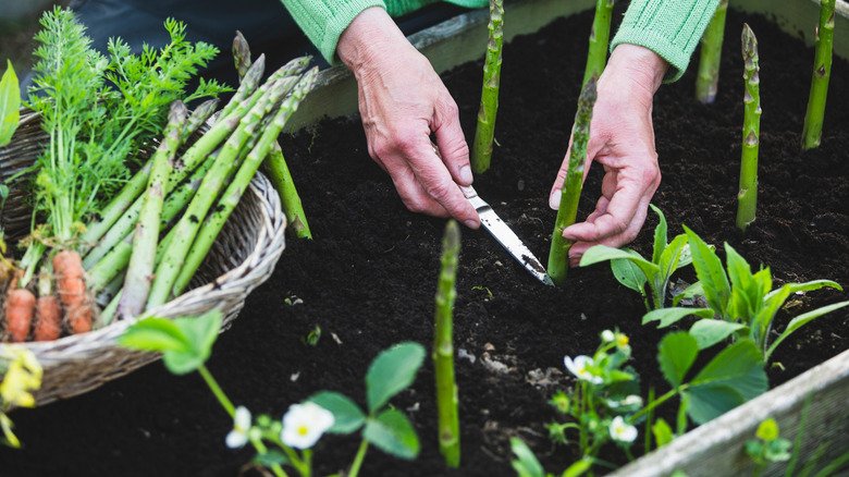 A pair of hands harvesting tall asparagus spears from her home garden bed with a basket of produce nearby.