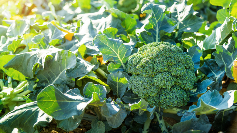 A healthy broccoli plant growing in a garden with lots of green leafs surrounding it