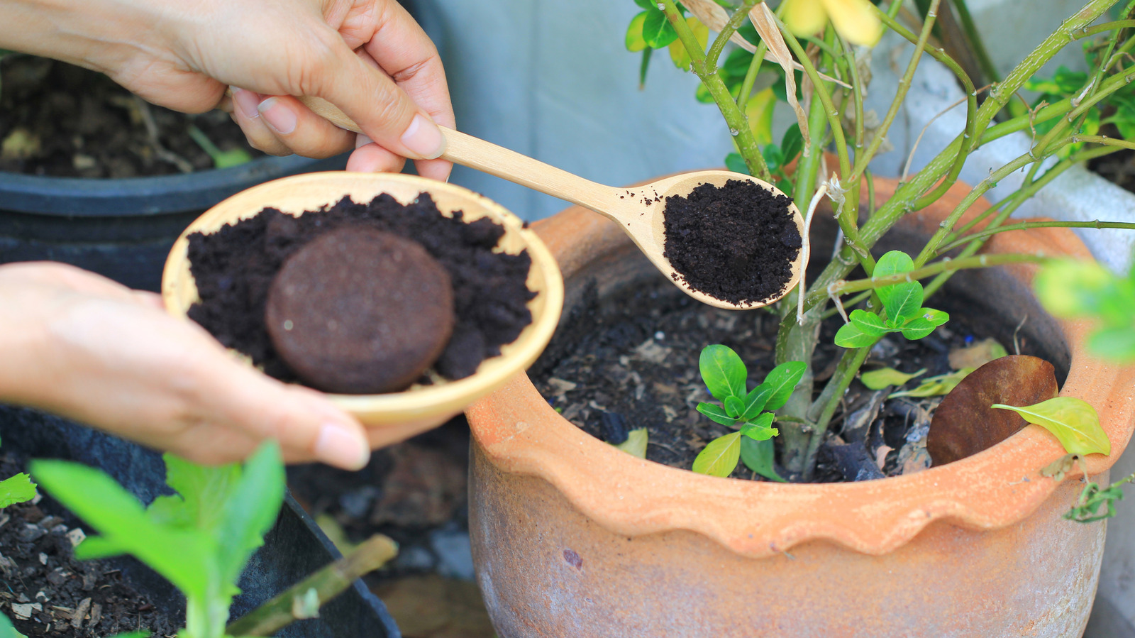 These 5 Plants Hate Coffee Ground Fertilizer - Here's What To Use Instead - Tasting Table