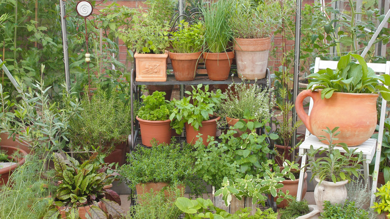 An herb container garden in terra cotta pots on a backyard patio