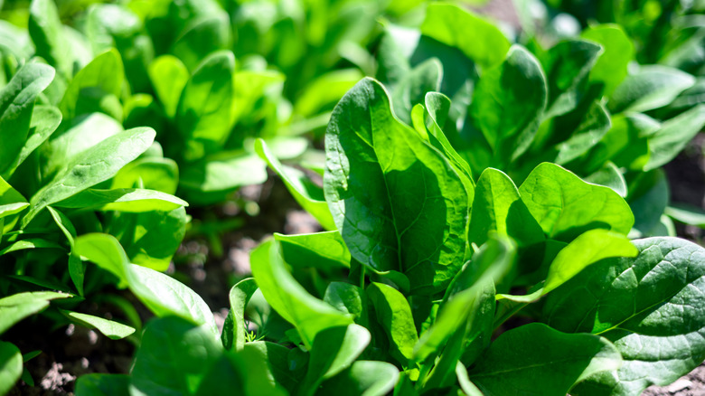 Lush, healthy spinach plants growing in a garden bed
